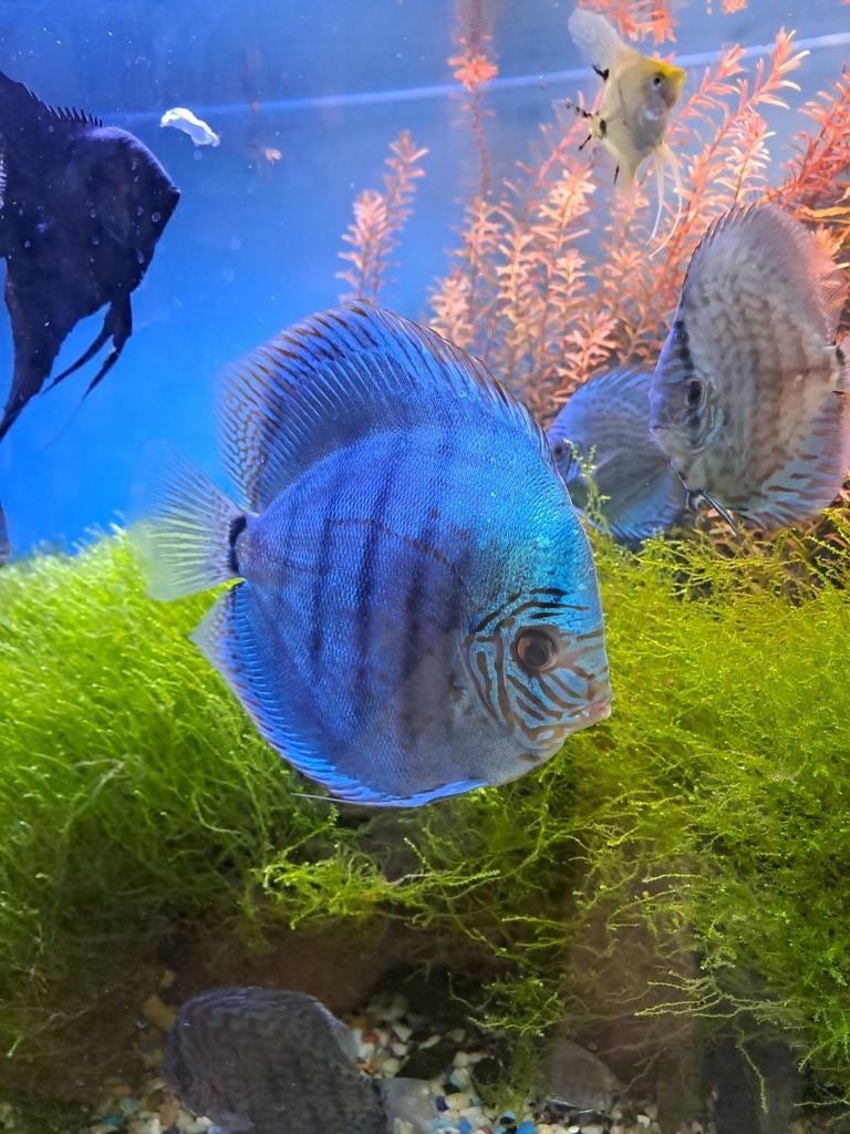 Discusvissen, 9 stuks. Mannetjes, 2 jaar oud. 8 stuks, 10 ma, Dieren en Toebehoren, Vissen | Aquariumvissen