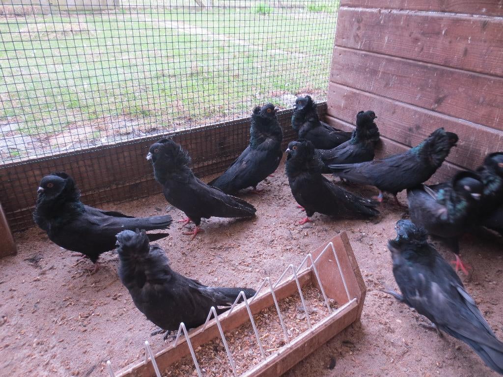Limburgse kraagduif, Dieren en Toebehoren, Vogels | Duiven, Meerdere dieren, Overige soorten