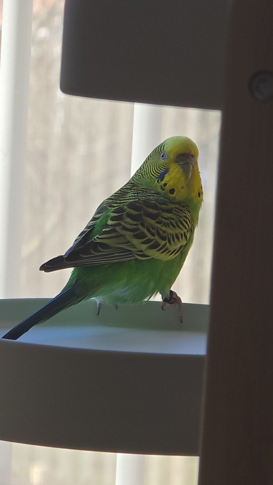 Poupée Budgerigar 2022, Femelle, Perruche, Bagué