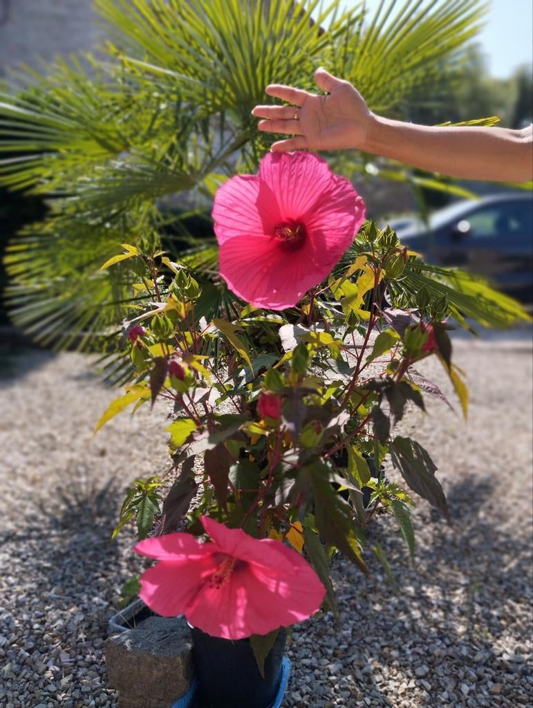 Hibiscus des marais (2 plants disponibles), Enlèvement, Printemps, Plein soleil, Rhizome