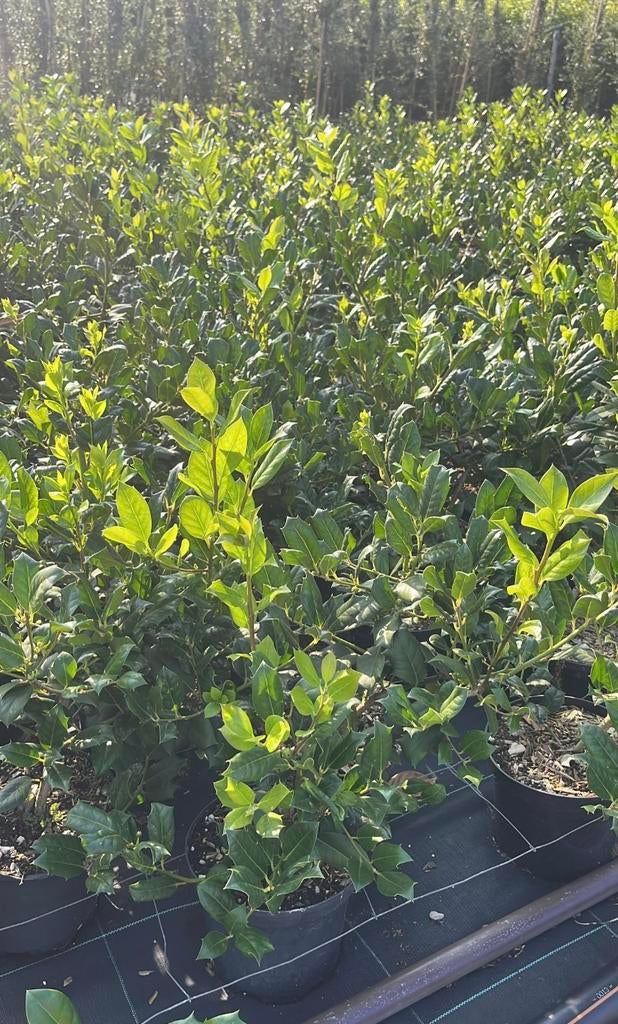 Ilex aquifolium 'J.C. Van Tol, Hagen en Sierheesters.