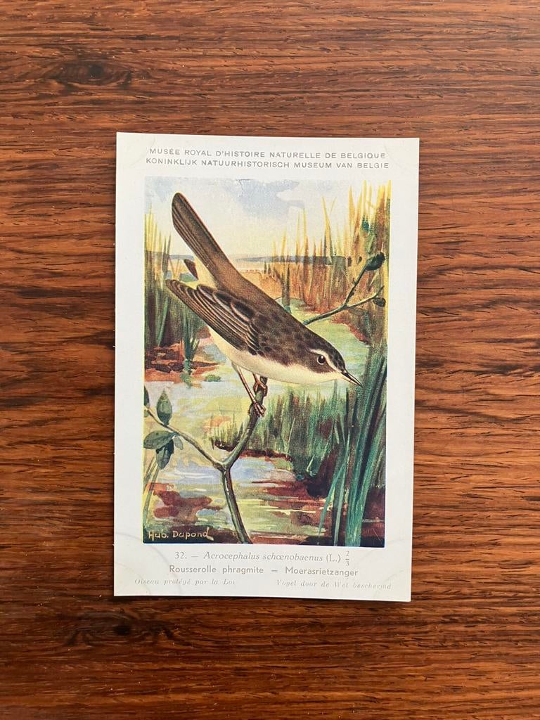 Vogels der Belgische Fauna Nr. 32 moerasrietzanger, Verzamelen, Ophalen of Verzenden, 1940 tot 1960, Ongelopen, Vogel
