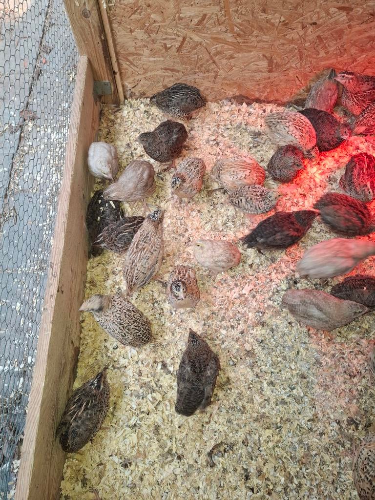 Kwartels, Dieren en Toebehoren
