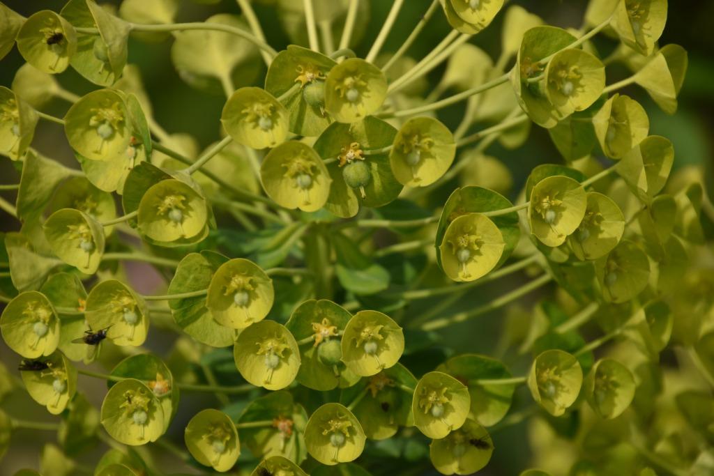 euphorbia, Ophalen, Zomer, Vaste plant, Volle zon