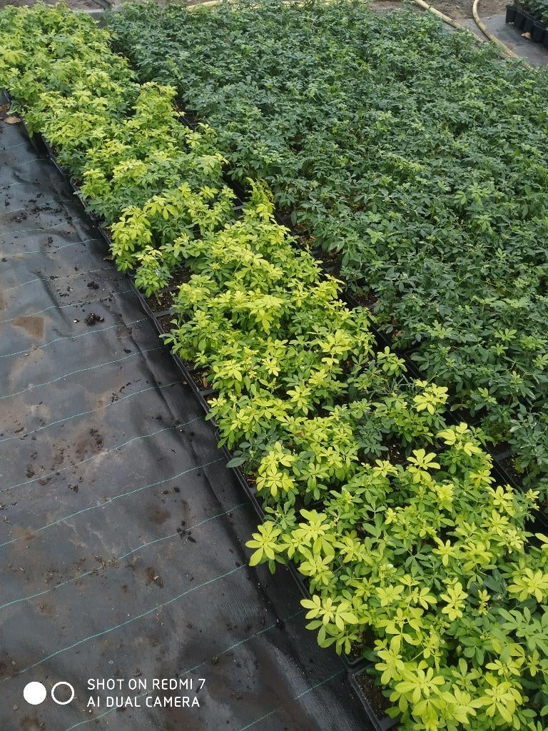 Choisya ternata glansmispel, Tuin en Terras, Vaste plant, Halfschaduw, Zomer, Ophalen