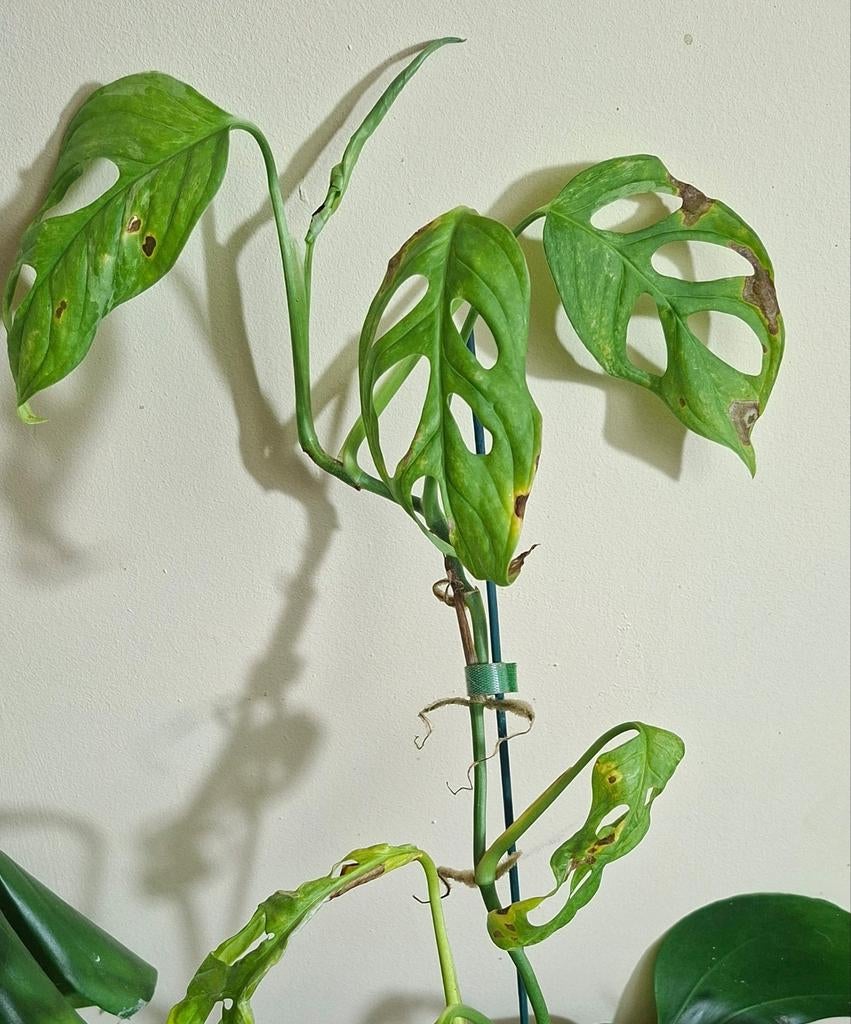 Monstera indonesia marble, Ophalen of Verzenden