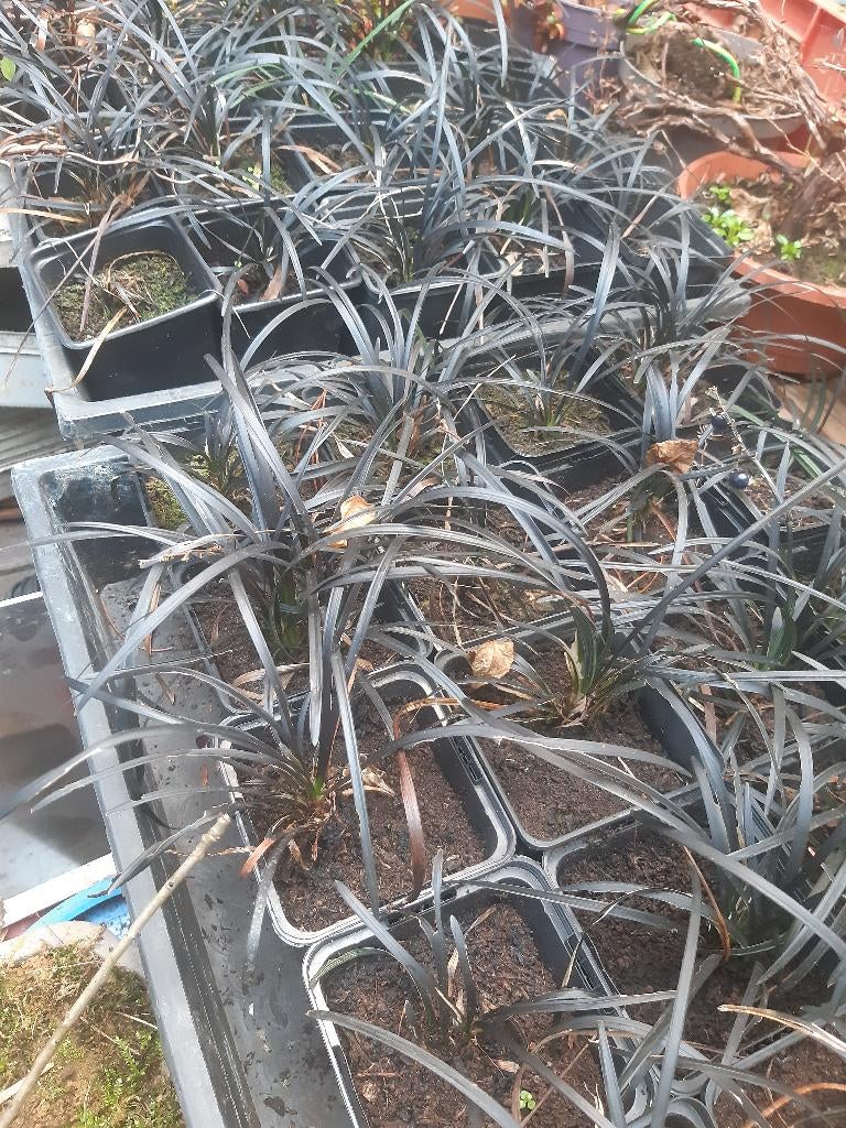 ophiopogon planiscapus niger   zwarte slangenbaard, Ophalen of Verzenden, Vaste plant, Bodembedekkers