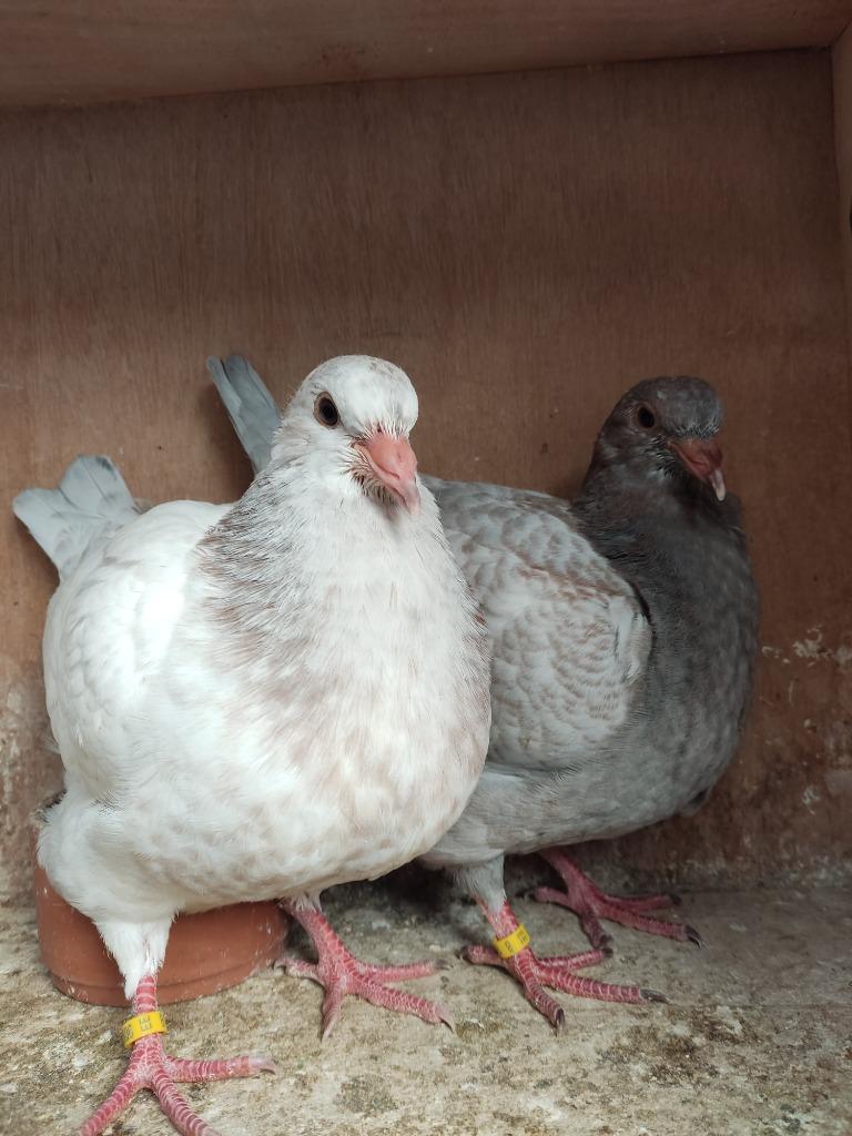 Duif, Dieren en Toebehoren, Vogels | Duiven, Geslacht onbekend, Overige soorten