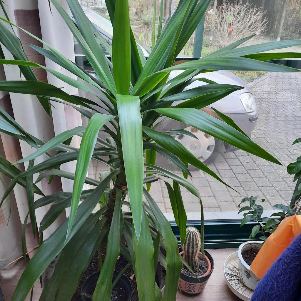 Yucca, Huis en Inrichting, Kamerplanten, Ophalen, Yucca