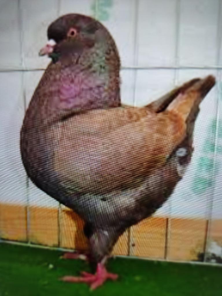 pigeon king, Plusieurs animaux, Autres espèces