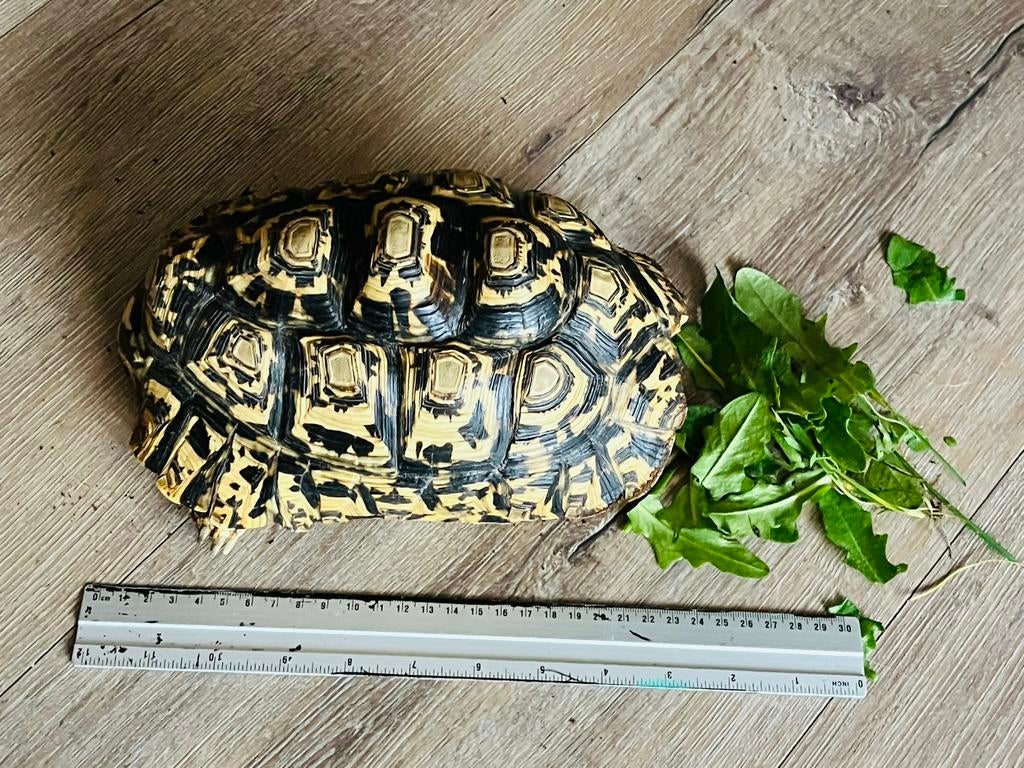 Zeer mooie, gezonde Pardalis met cite papieren, Dieren en Toebehoren, Schildpad, Tam, 3 tot 6 jaar