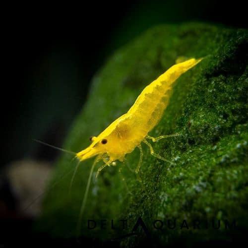Yellow Fire - Gele garnaal / garnalen - zoetwater, Dieren en Toebehoren, Kreeft, Krab of Garnaal, Zoetwatervis, Schoolvis