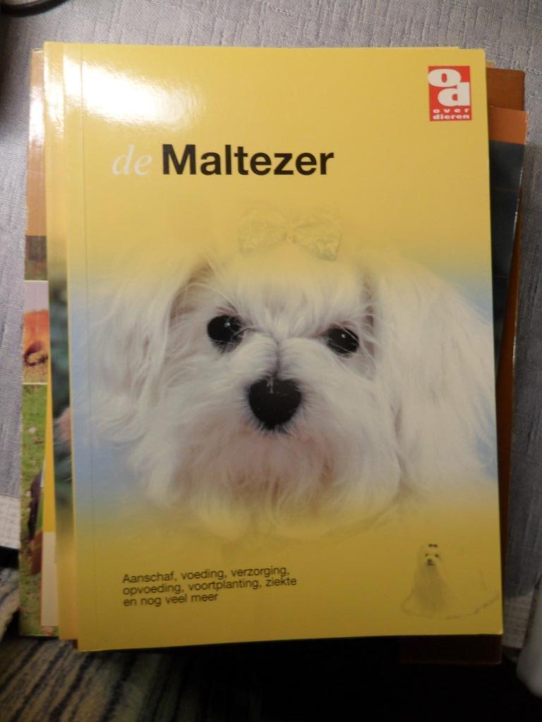 de maltezer, Boeken, Dieren en Huisdieren, Zo goed als nieuw, Honden, Ophalen of Verzenden