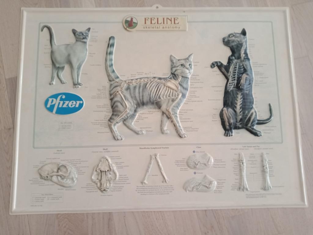 skelet anatomy, Ophalen, 1980 tot heden, Zo goed als nieuw, Dier