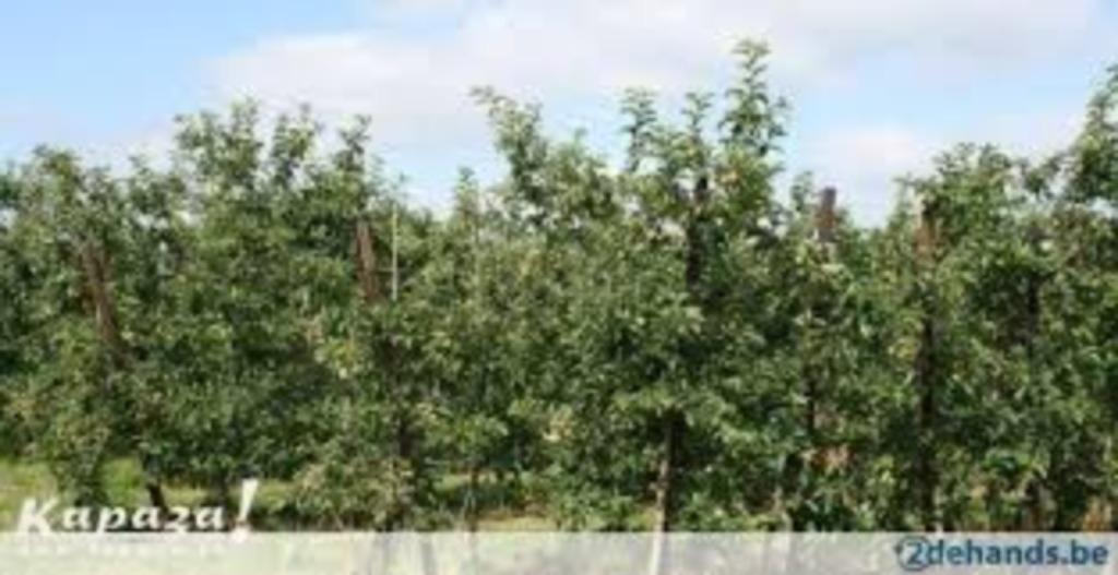 appel of perenplantage gevraagd voor om te zagen, Tuin en Terras, Ophalen of Verzenden