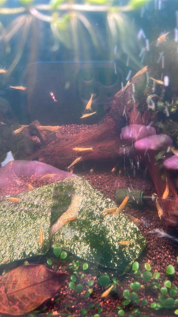 Geel garnalen neocaridina met gouden rugstreep