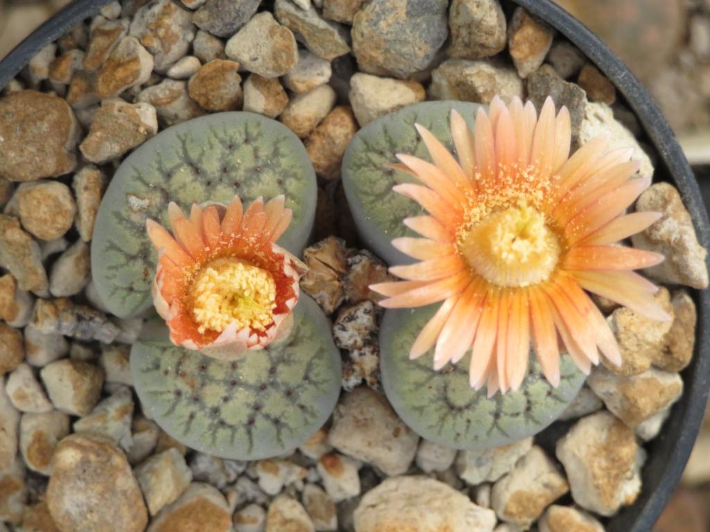 Lithops plantjes, vele soorten, Bloeiende kamerplant, Ophalen of Verzenden, Vetplant, Volle zon