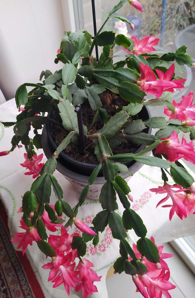Kerstcactus die veel en mooi roze bloemen geeft, Huis en Inrichting, Kamerplanten, Ophalen of Verzenden