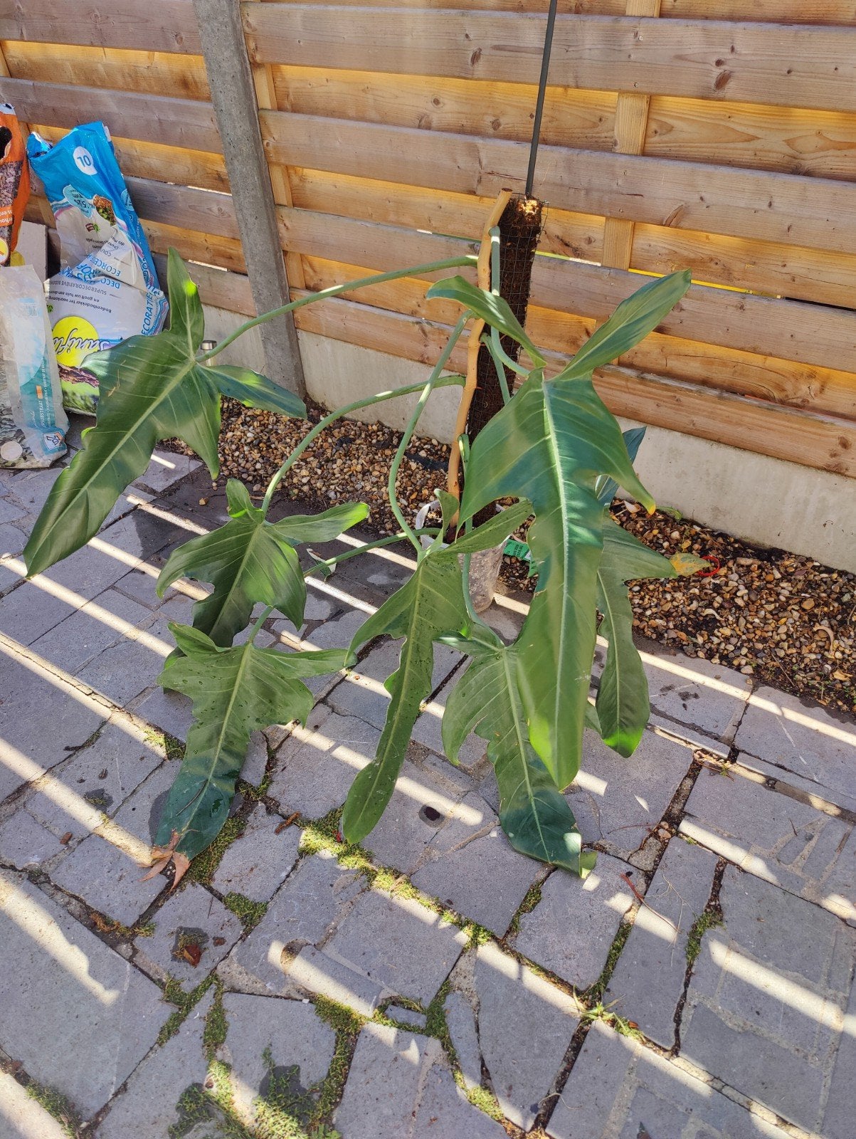 philodendron jerry horne 1, Ophalen