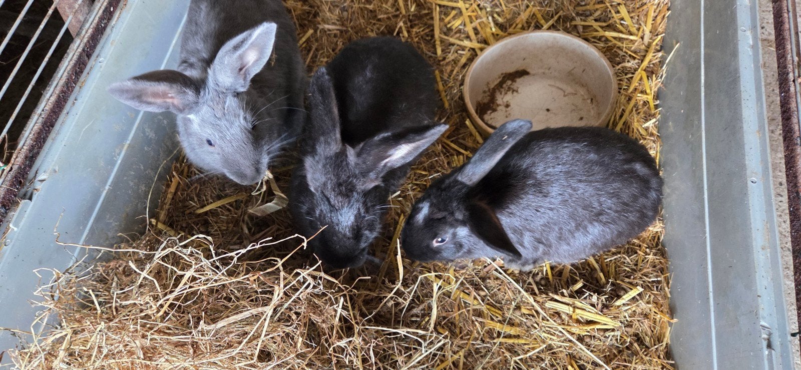 3 mannetjes konijnen, Dieren en Toebehoren, Konijnen