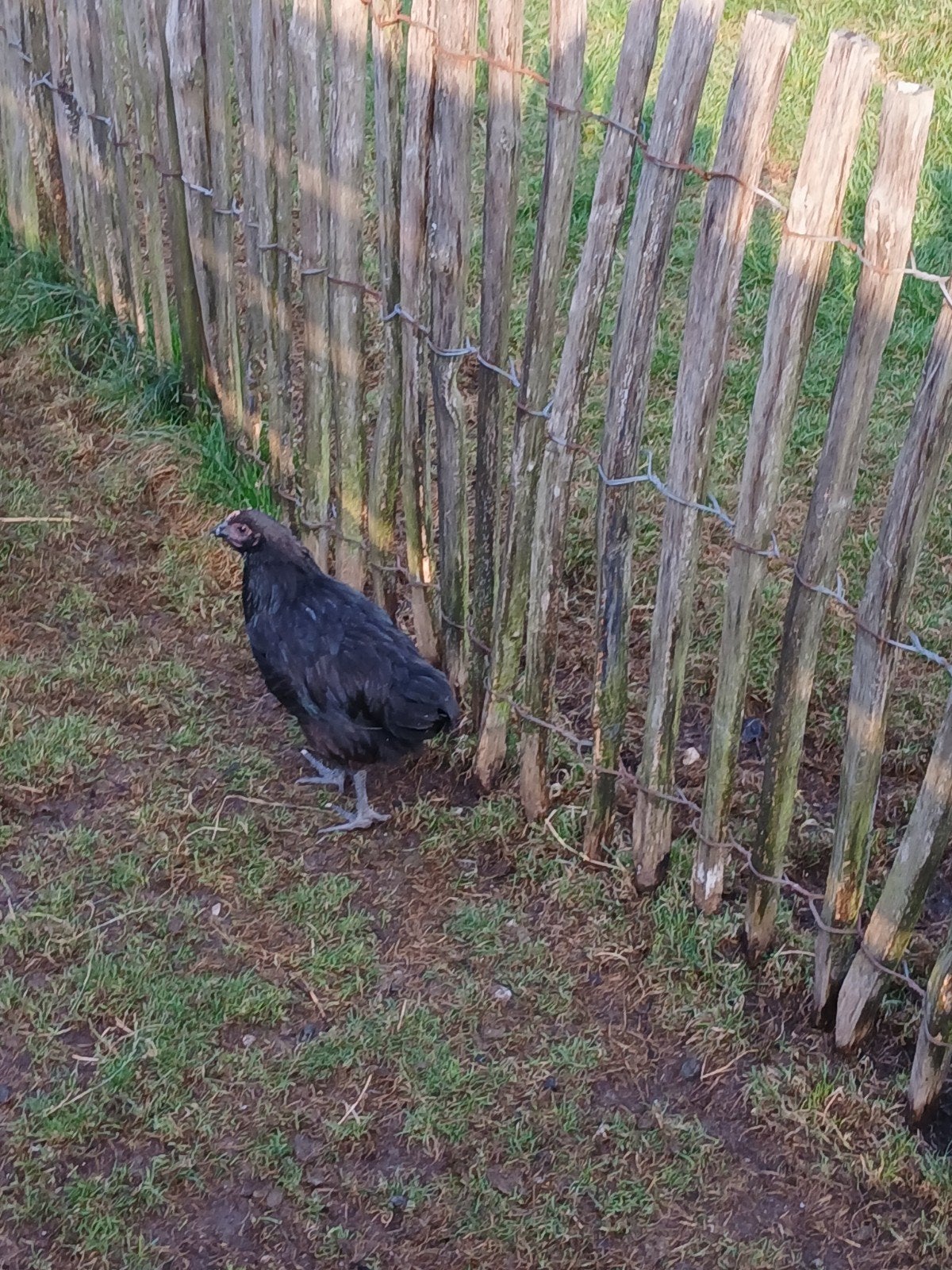 australorp, Poule ou poulet