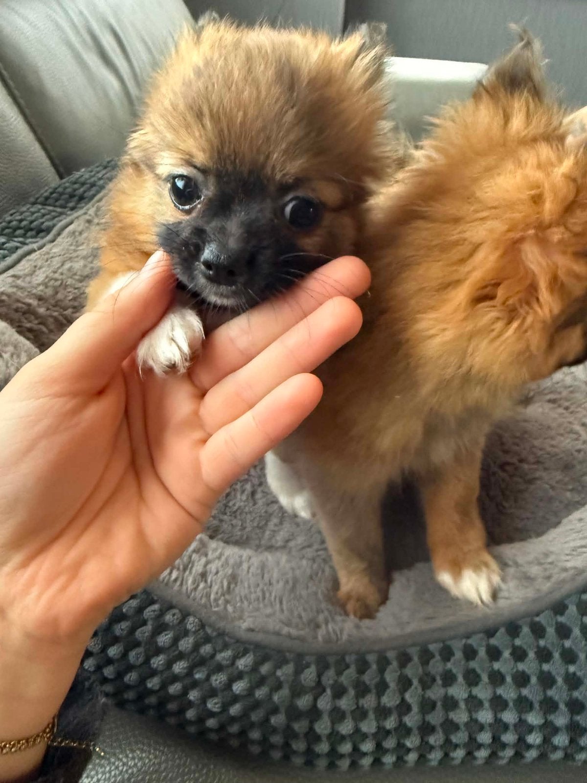 Pomchi pups, Parvo, België, Particulier, Keeshond