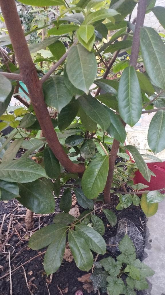 Laurier cerise, Jardin & Terrasse, Plantes | Arbustes & Haies, Enlèvement, Laurier, Haie