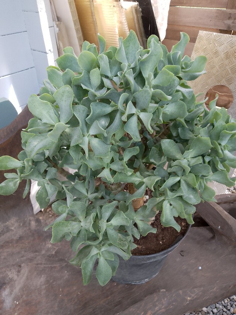 crassula, Huis en Inrichting, Kamerplanten, Ophalen