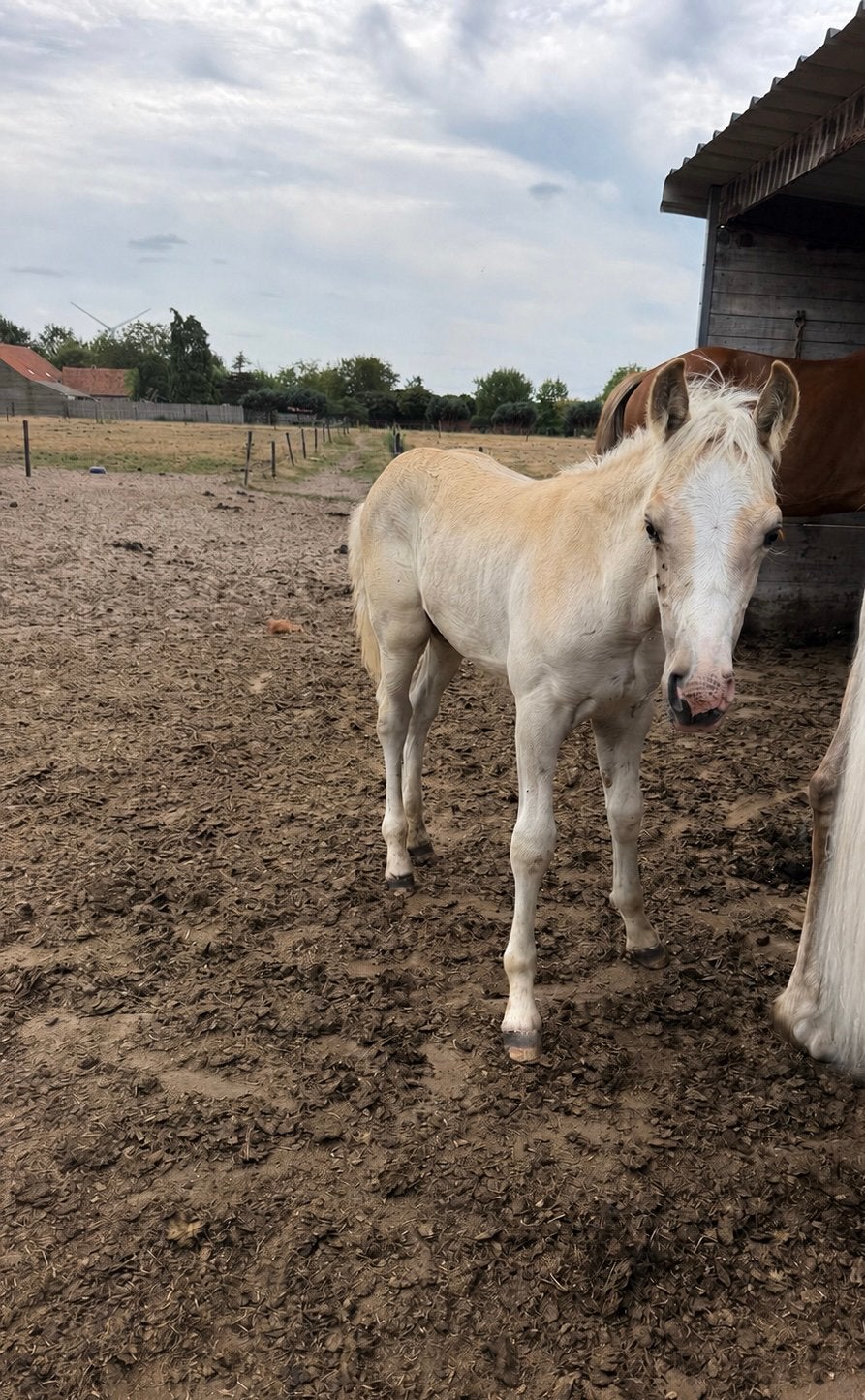Haflinger veulen, Dieren en Toebehoren, Hengst