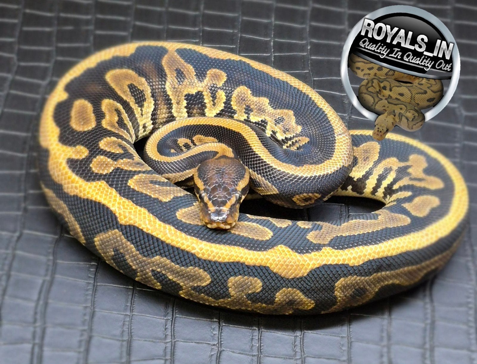 Python regius Ball Python - male for sale from ROYALS_IN