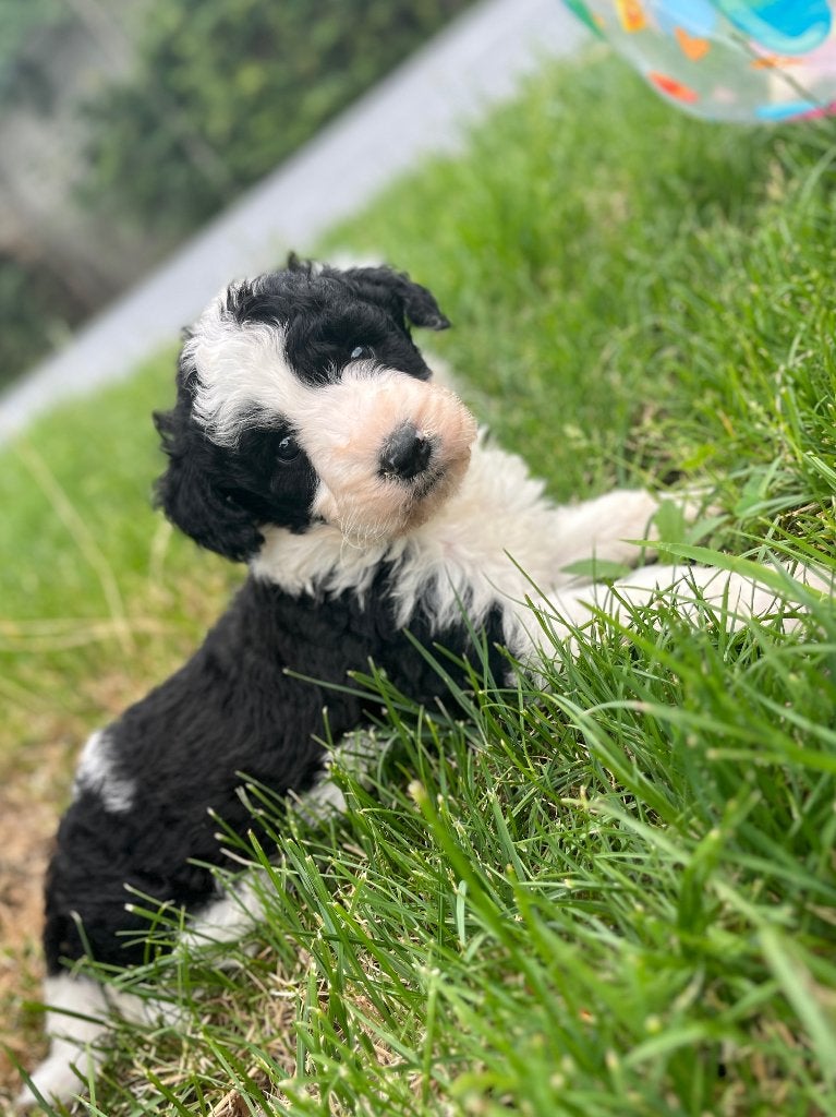 Mooie medium Doodle pups (border collie x poedel), Poedel, Parvo, België, 8 tot 15 weken