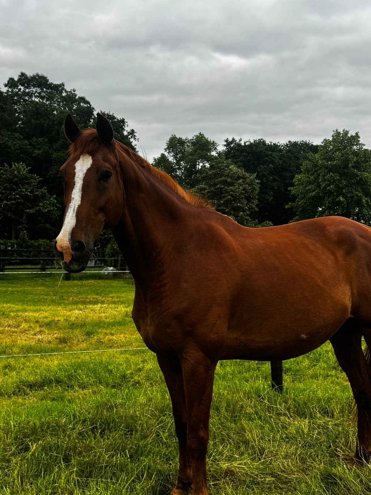 Recreatie ruin te koop, Dieren en Toebehoren, Paarden, Ruin