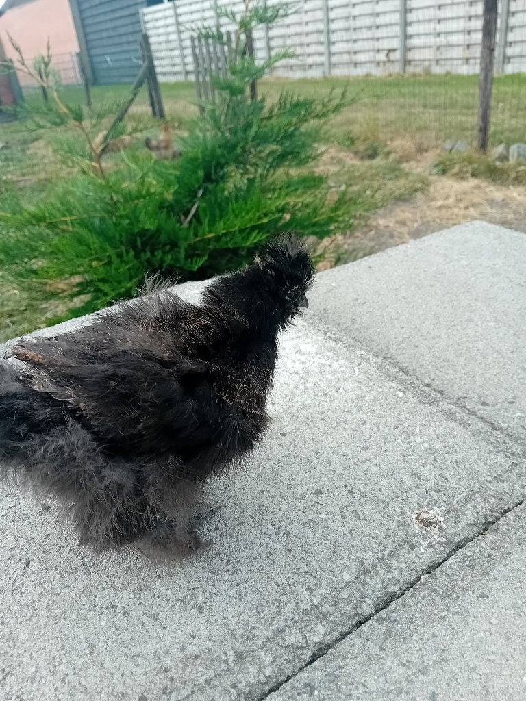 Zijdehoen, Dieren en Toebehoren, Geslacht onbekend, Kip