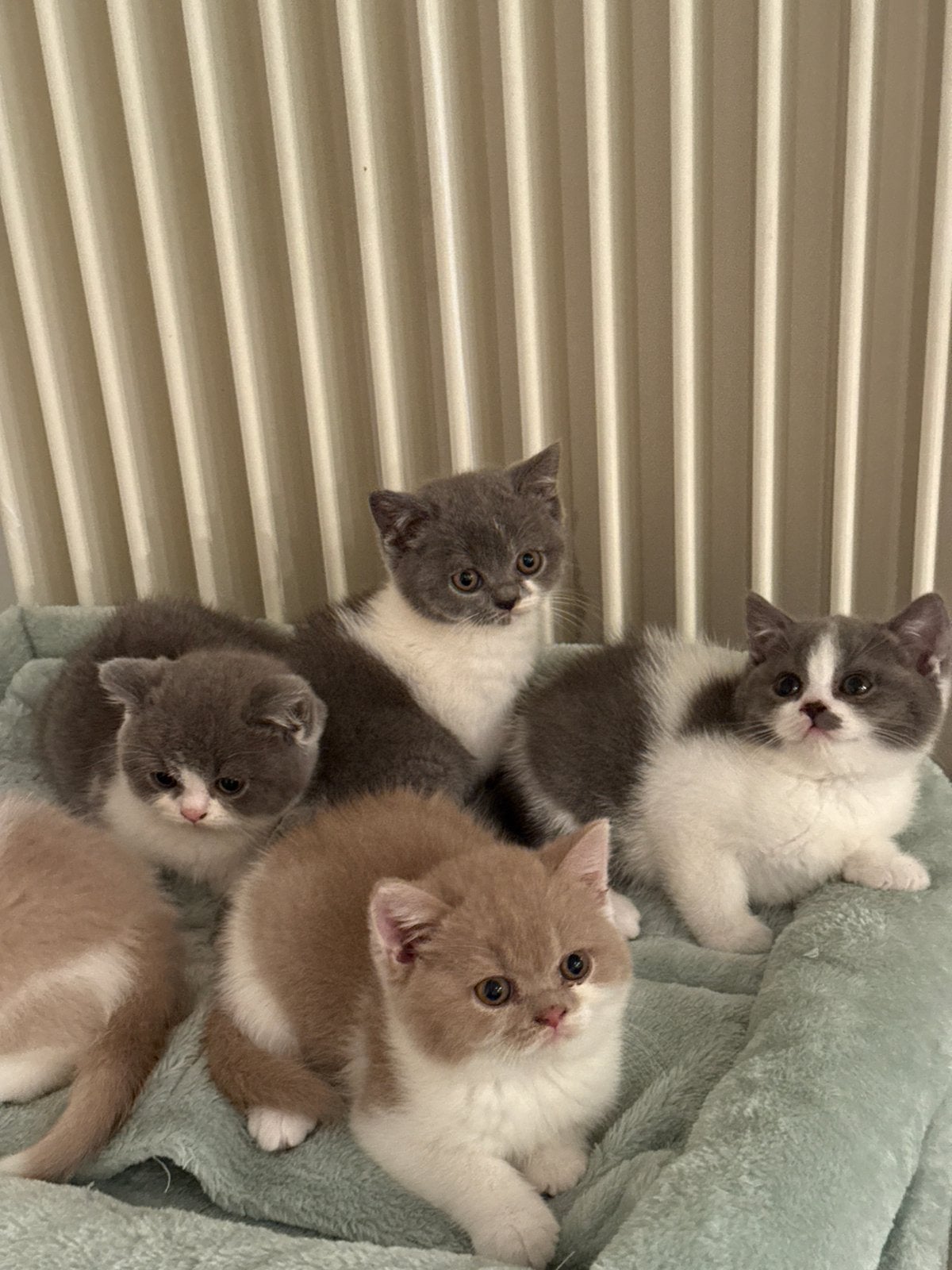 Exclusief britse korthaar kittens bicolor, harlekijn, Plusieurs animaux, Avec pedigree