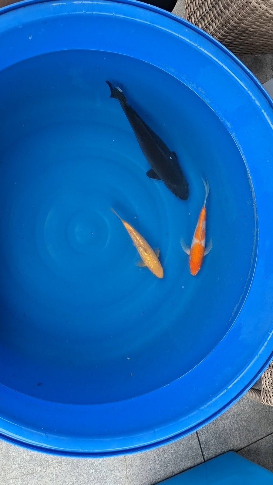3 Japanse koi s, Karper of Koi