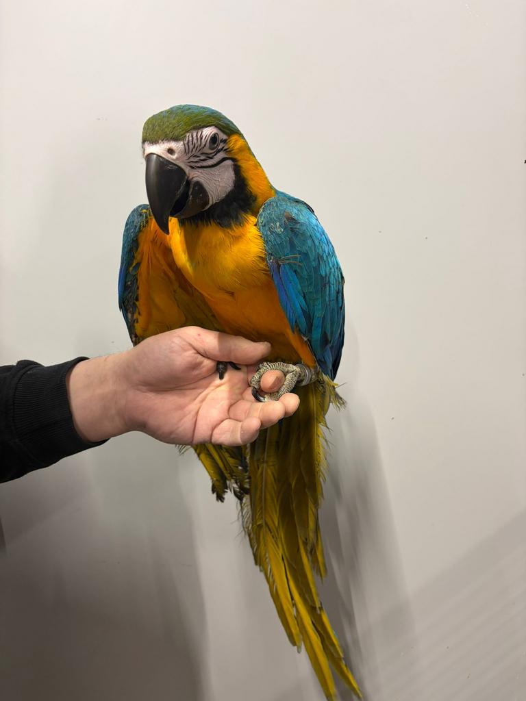 Handtamme blauw gele ara, Dieren en Toebehoren, Papegaai, Geringd
