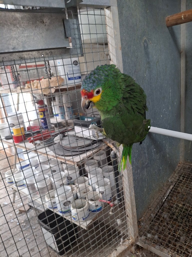 geelwang amazone  kweekpop, Dieren en Toebehoren, Vogels | Parkieten en Papegaaien, Vrouwelijk, Papegaai, Geringd