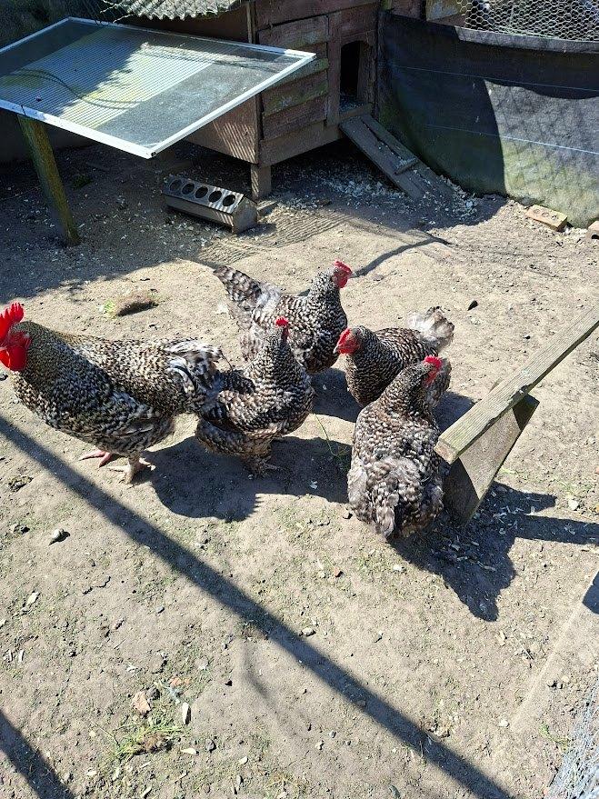 toom mechelse koekoek, Meerdere dieren, Kip
