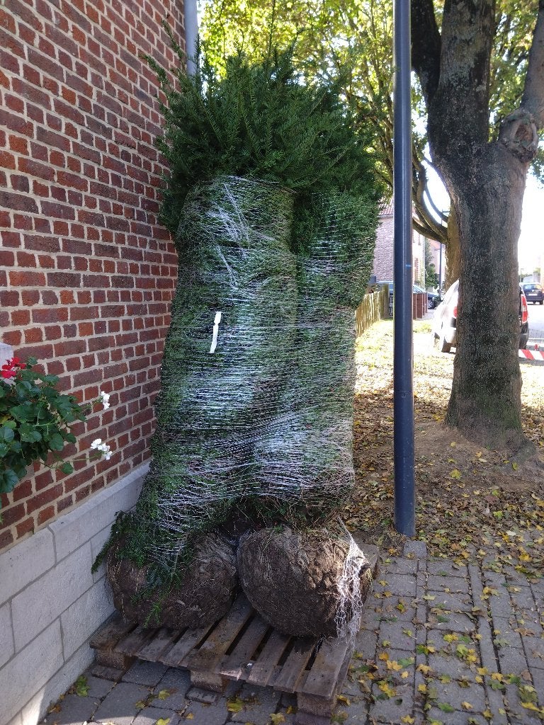 Taxus 200/225cm, Tuin en Terras, Ophalen, Taxus, Haag, 100 tot 250 cm