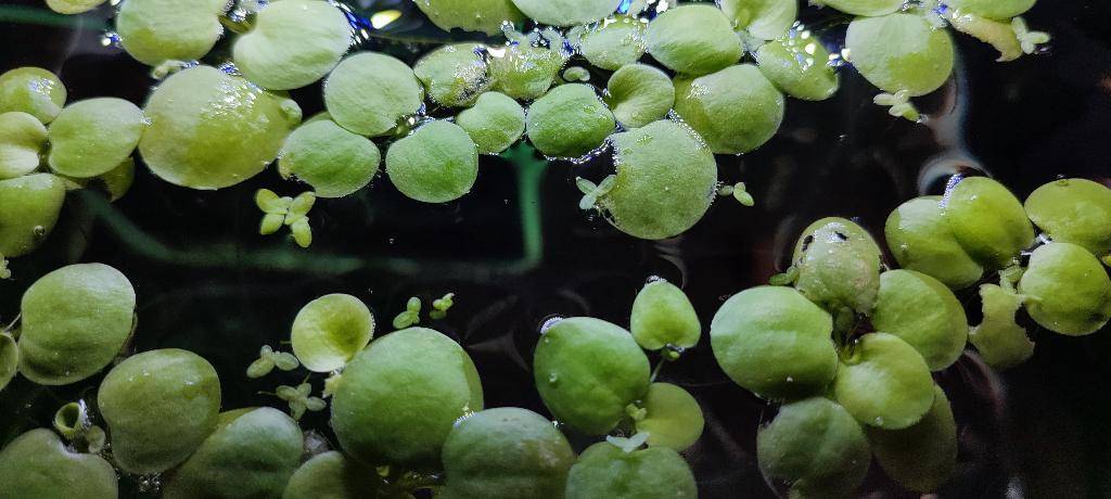 Waterplanten – kikerbeet, Dieren en Toebehoren, Vissen | Aquariumvissen