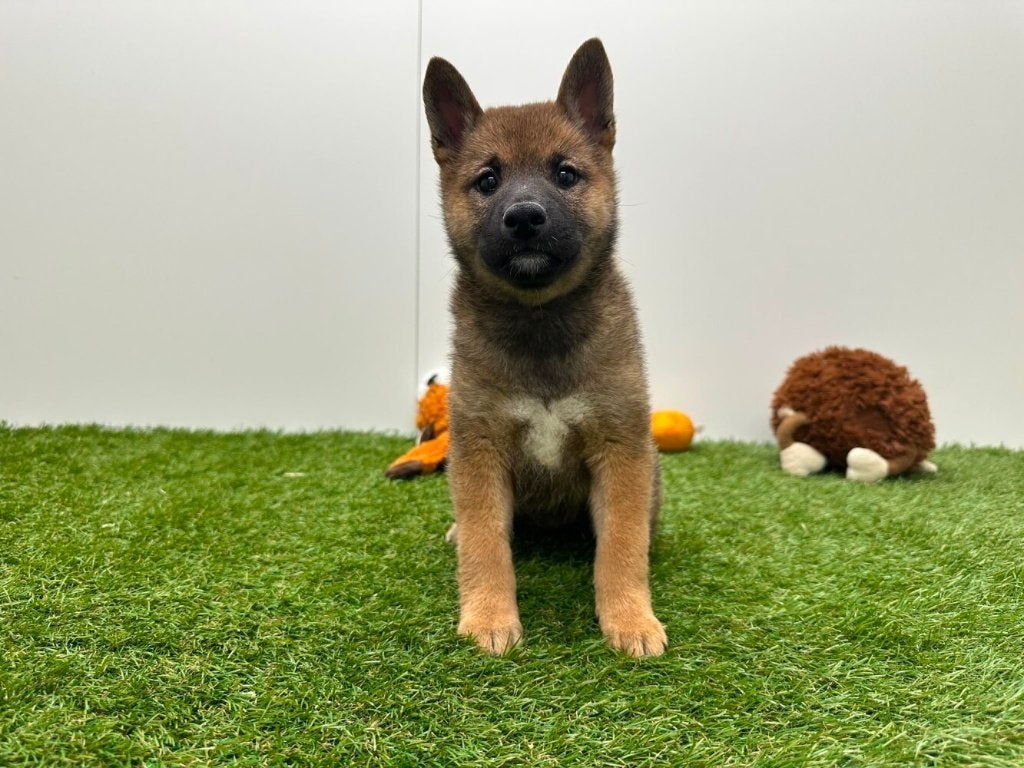 Chiots Shiba Inu, Maladie de Carré (chiens), Autres races, Plusieurs, Belgique