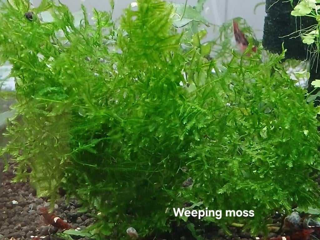 Aquarium mossen, Ophalen of Verzenden, Plant(en), Steen of Hout