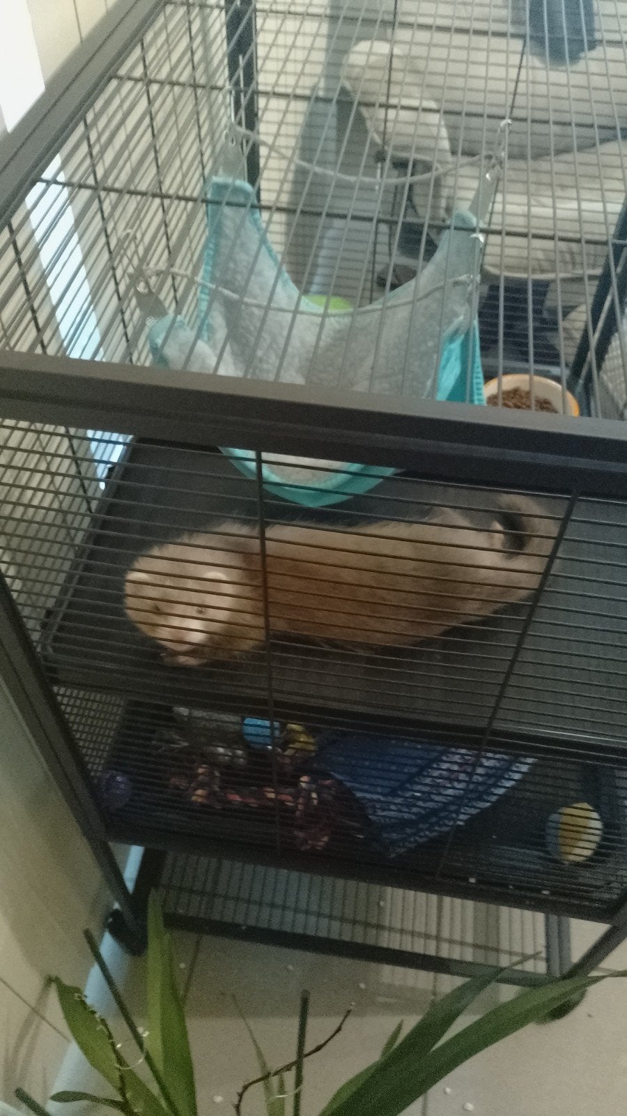 fret plus kooi samen te koop, Dieren en Toebehoren, Juni, Mannelijk, Fret