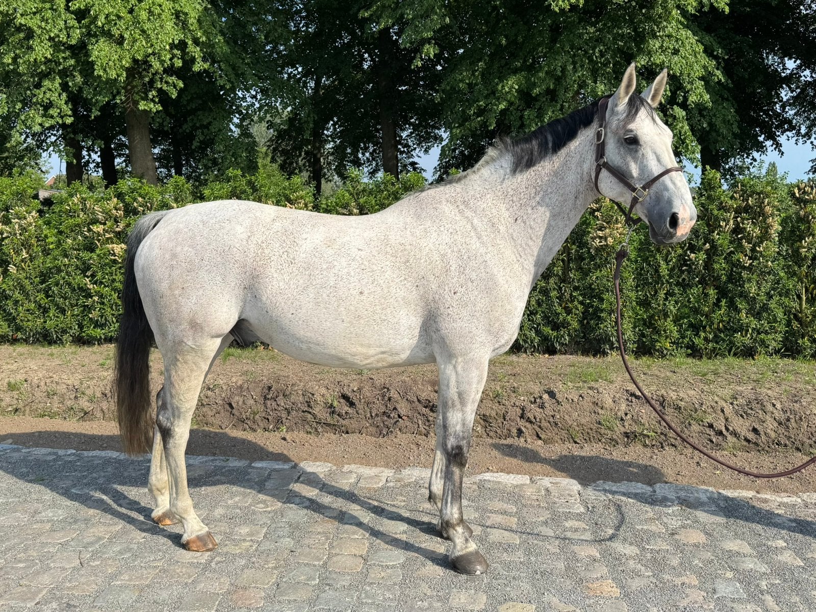 Braaf springpaard, Hongre, Cheval de saut