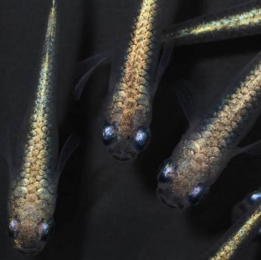 Black Miyiki 'Japan'S-Grade Oryzias Latipes, Dieren en Toebehoren, Overige soorten