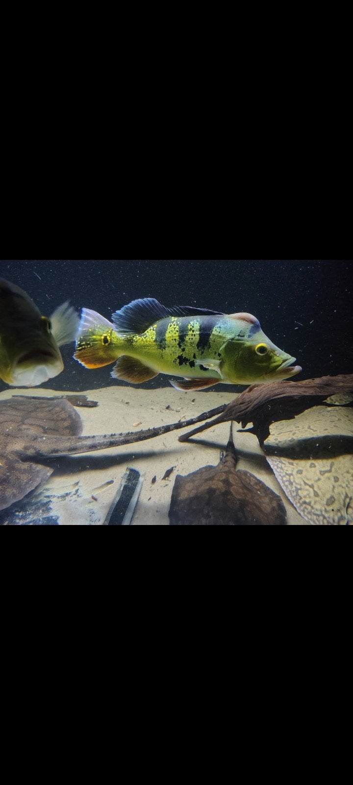 Kweekkoppel Cichla Kelberi te koop 35cm, Dieren en Toebehoren, Vis, Zoetwatervis