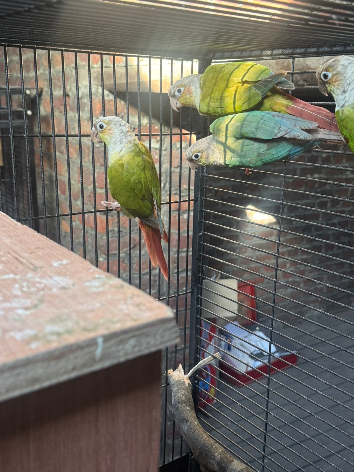 3 conures males à vendre sexée, Animaux & Accessoires, Oiseaux | Perruches & Perroquets
