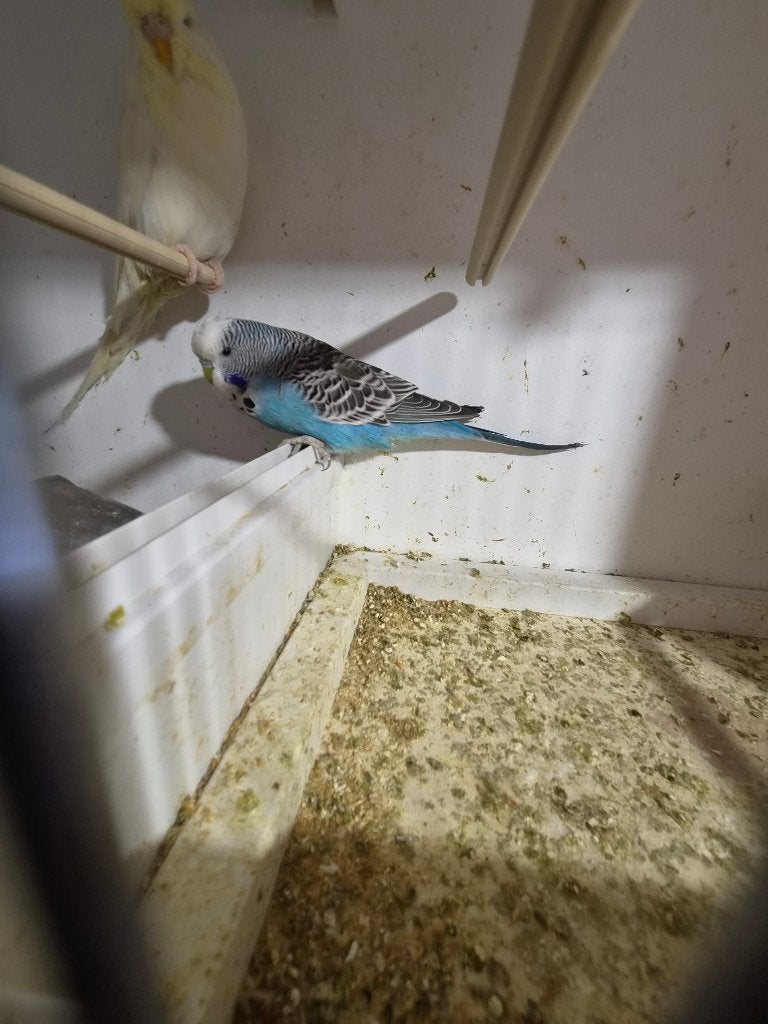 Engelse grasparkiet jongen, Dieren en Toebehoren, Parkiet