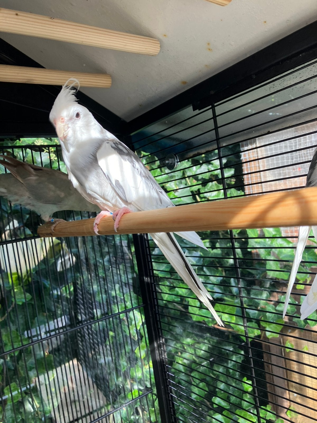 MOOIE HALF TAMME WITKOP VALKPARKIETEN VANAF 60 EURO/VOGEL, Plusieurs animaux, Perruche, Domestique