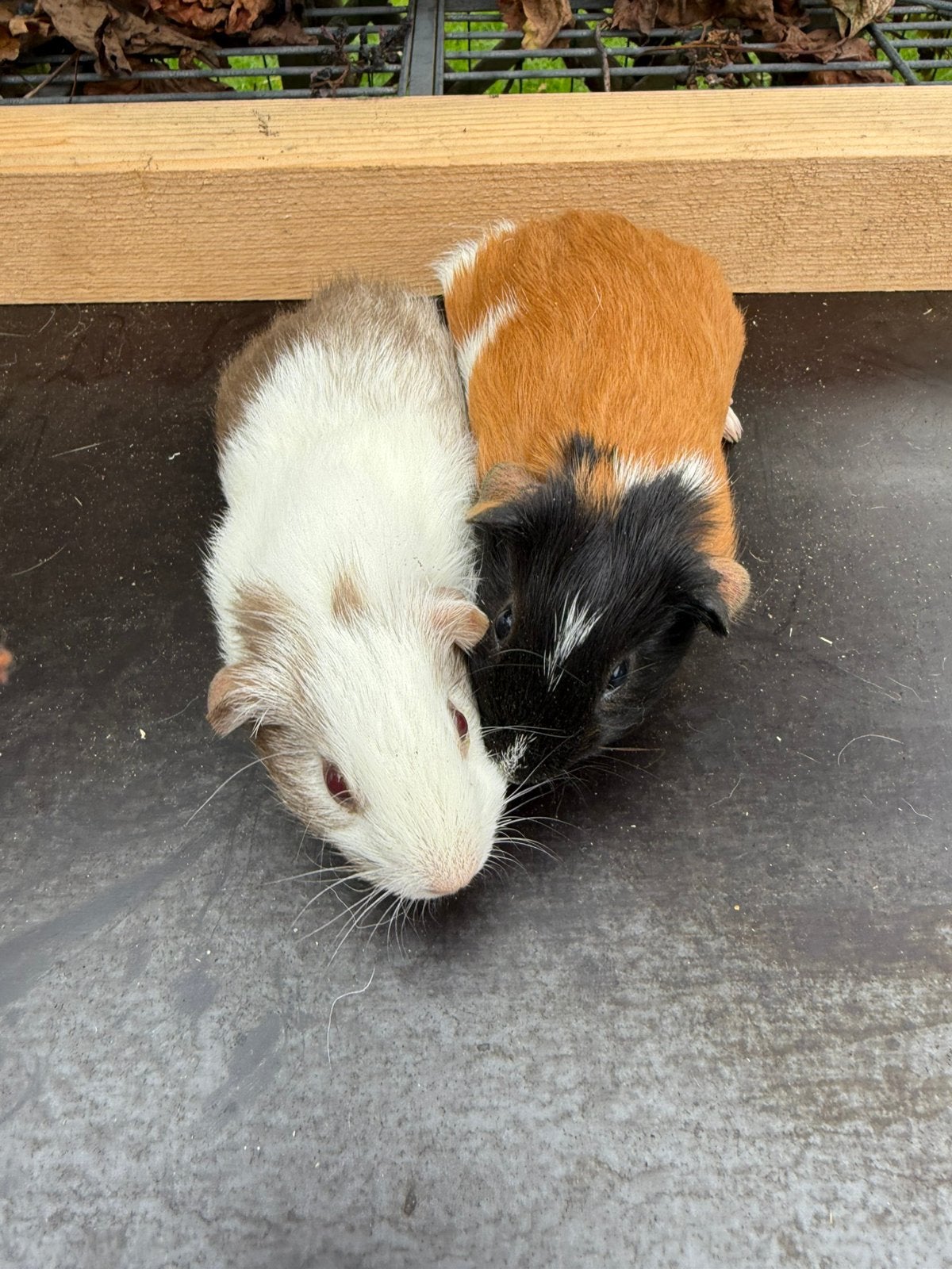 2 cavia beertjes, Dieren en Toebehoren, Cavia, Mannelijk, Tam, September